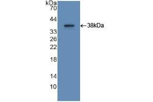 Western blot analysis of recombinant Human APOA2.