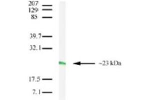 Image no. 2 for anti-Claudin 7 (CLDN7) (C-Term) antibody (ABIN208282) (Claudin 7 antibody  (C-Term))