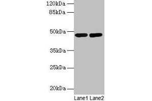 Western blot All lanes: SSB antibody at 2 μg/mL Lane 1: Mouse liver tissue Lane 2: Mouse brain tissue Secondary Goat polyclonal to rabbit IgG at 1/10000 dilution Predicted band size: 47 kDa Observed band size: 47 kDa (SSB antibody  (AA 1-408))