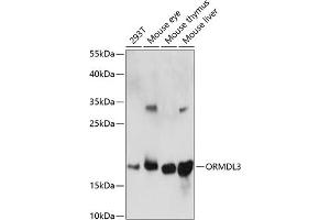 Western blot analysis of extracts of various cell lines, using ORMDL3 antibody (ABIN7269113) at 1:1000 dilution. (ORMDL3 antibody  (AA 1-100))