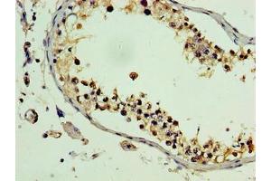 Immunohistochemistry of paraffin-embedded human testis tissue using ABIN7163645 at dilution of 1:100 (PLEKHB2 antibody  (AA 1-222))