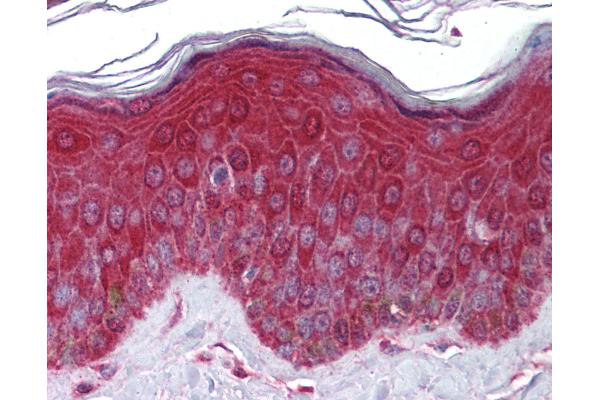 KREMEN1 antibody  (AA 71-120)