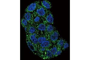 Confocal immunofluorescent analysis of GPX1 Antibody (C-term) (ABIN653263 and ABIN2842782) with HepG2 cell followed by Alexa Fluor 488-conjugated goat anti-rabbit lgG (green). (Glutathione Peroxidase 1 antibody  (C-Term))