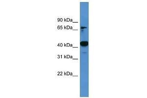 Ascc1 antibody used at 0. (ASCC1 antibody  (C-Term))