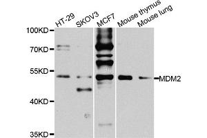Western blot analysis of extracts of various cell lines, using MDM2 antibody. (MDM2 antibody)