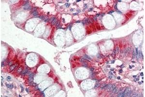 Human Small Intestine (formalin-fixed, paraffin-embedded) stained with APOA4 antibody ABIN337144 at 5 ug/ml followed by biotinylated anti-goat IgG secondary antibody ABIN481715, alkaline phosphatase-streptavidin and chromogen. (APOA4 antibody  (AA 359-371))