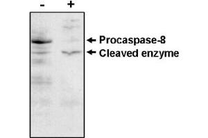 Western Blotting (WB) image for anti-Caspase 8 (CASP8) antibody (ABIN264407) (Caspase 8 antibody)