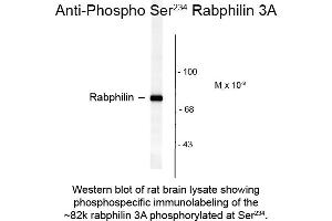 Western blot of Anti-Rabphilin 3A pS234 (Rabbit) Antibody - 612-401-E22 Western Blot of Rabbit anti-Rabphilin 3A pS234 antibody. (RPH3A antibody  (pSer234))