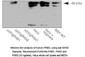 Image no. 1 for anti-Egl-9 Family Hypoxia Inducible Factor 1 (EGLN1) (AA 1-50) antibody (ABIN363411) (EGLN1 antibody  (AA 1-50))