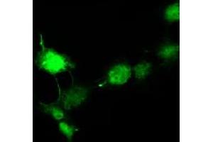 Anti-DCX mouse monoclonal antibody (ABIN2453871) immunofluorescent staining of COS7 cells transiently transfected by pCMV6-ENTRY DCX (RC221891). (Doublecortin antibody)