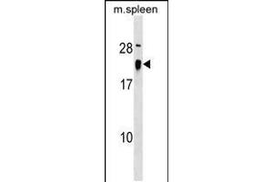 Western blot analysis in mouse spleen tissue lysates (35ug/lane). (ALG13 antibody  (AA 44-70))