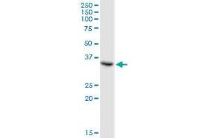 TSEN34 MaxPab polyclonal antibody. (TSEN34 antibody  (AA 1-390))