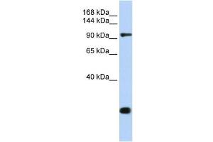 TJP2 antibody used at 1 ug/ml to detect target protein. (TJP2 antibody)