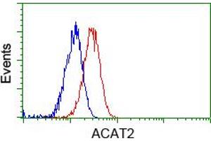 Image no. 2 for anti-Acetyl-CoA Acetyltransferase 2 (ACAT2) antibody (ABIN1496400)