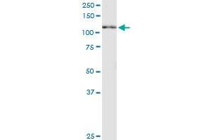 Neuregulin 2 antibody  (AA 116-215)