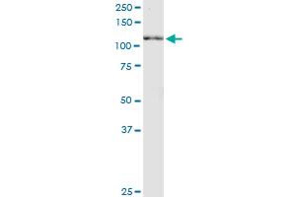 Neuregulin 2 antibody  (AA 116-215)