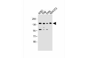 All lanes : Anti-UBE4B Antibody (N-term) at 1:1000 dilution Lane 1: K562 whole cell lysate Lane 2: Raji whole cell lysate Lane 3: Hela whole cell lysate Lane 4: NIH/3T3 whole cell lysate Lysates/proteins at 20 μg per lane.