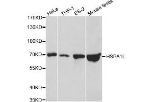 Western blot analysis of extracts of various cell lines, using HSPA1L antibody. (HSPA1L antibody  (AA 342-641))