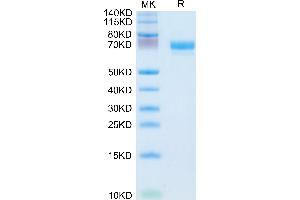EPH Receptor A4 Protein (EPHA4) (AA 20-547) (His tag)