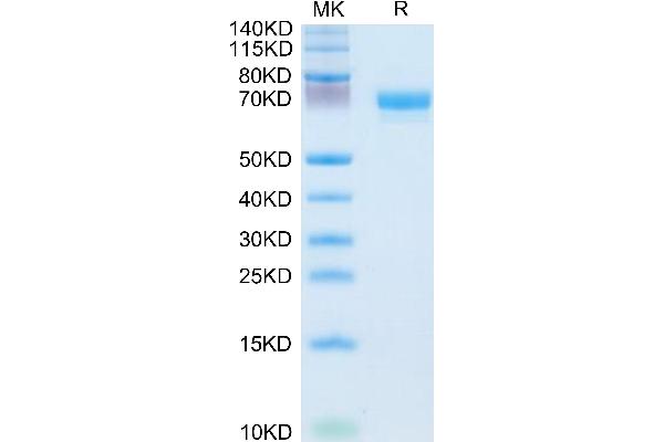 EPH Receptor A4 Protein (EPHA4) (AA 20-547) (His tag)