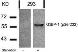 Image no. 2 for anti-GTPase Activating Protein (SH3 Domain) Binding Protein 1 (G3BP1) (pSer232) antibody (ABIN196762) (G3BP1 antibody  (pSer232))