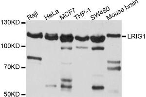 Western blot analysis of extract of various cells, using LRIG1 antibody.