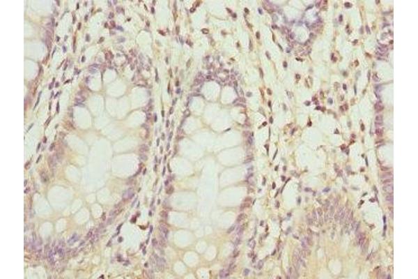 ZNF544 antibody  (AA 1-230)