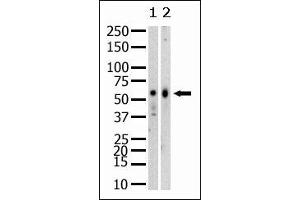 Western Blotting (WB) image for anti-SET Domain Containing (Lysine Methyltransferase) 8 (SETD8) (N-Term) antibody (ABIN356374) (SETD8 antibody  (N-Term))