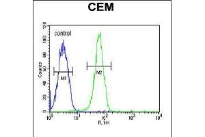 Flow cytometric analysis of CEM cells (right histogram) compared to a negative control cell (left histogram). (KIF24 antibody  (N-Term))