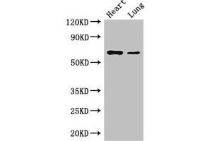 DCAF8 antibody  (AA 1-135)