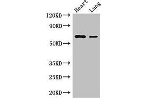 Western Blot Positive WB detected in: Mouse heart tissue, Mouse lung tissue All lanes: DCAF8 antibody at 3. (DCAF8 antibody  (AA 1-135))
