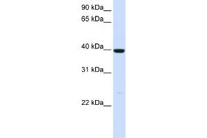 WB Suggested Anti-ADH1A Antibody Titration:  0. (ADH1A antibody  (N-Term))