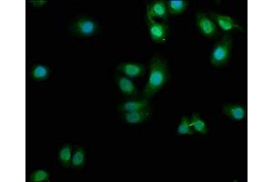 Immunofluorescence staining of HepG2 cells with ABIN7163096 at 1:100, counter-stained with DAPI. (PDCL3 antibody  (AA 1-239))