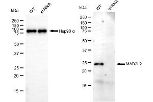 Western blotting analysis using MAD2L2 antibody (ABIN7799319).