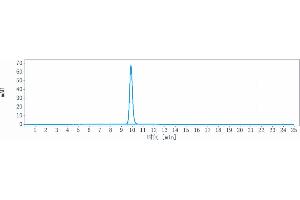 The purity of Anti-ICAM1 / CD54 Reference Antibody (bersanlimab) is 100 % , determined by SEC-HPLC. (Recombinant ICAM1 (Bersanlimab Biosimilar) antibody)