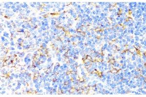 Immunohistochemistry of paraffin-embedded Mouse spleen using ITGAX Polyclonal Antibody at dilution of 1:100 (40x lens).