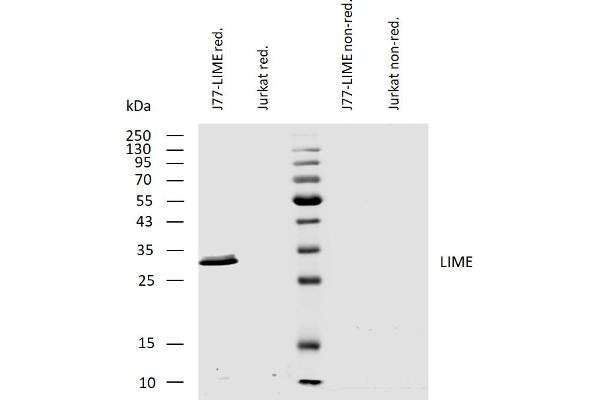 LIME antibody  (AA 281-296)
