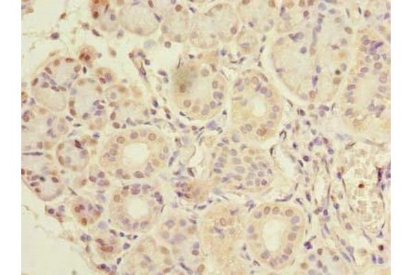CCDC108 antibody  (AA 2-164)