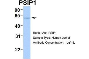 Human Jurkat (PSIP1 antibody  (Middle Region))
