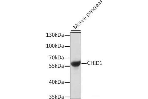 CHID1 抗体