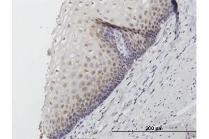 Immunoperoxidase of purified MaxPab antibody to FKBP4 on formalin-fixed paraffin-embedded human esophagus. (FKBP4 antibody  (AA 1-459))