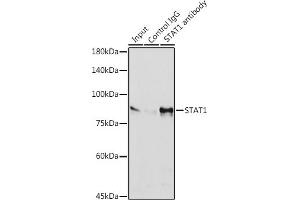 Immunoprecipitation analysis of 600 μg extracts of HeLa cells using 3 μg ST antibody (ABIN7270303). (STAT1 antibody)