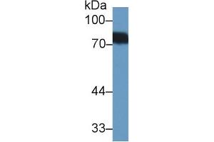 Western Blot; Sample: Human Urine; Primary Ab: 1µg/ml Rabbit Anti-Human BTD Antibody Second Ab: 0.