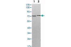 Western blot analysis using KLHL13 monoclonal antibody, clone 8D1  against HeLa (1) and MCF-7 (2) cell lysate.