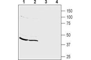 Western blot analysis of mouse (lanes 1 and 3) and rat (lanes 2 and 4) brain membranes: - 1,2. (PICK1 antibody  (alpha-helix Domain, Intracellular))