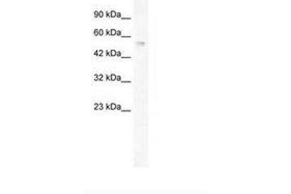 ZNF613 antibody  (AA 494-543)