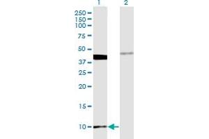 MOBP antibody  (AA 1-81)