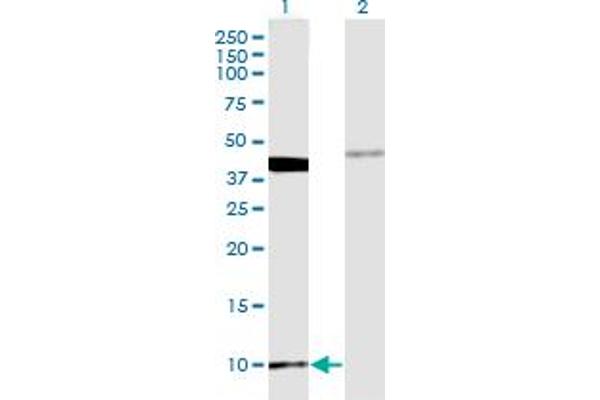 MOBP antibody  (AA 1-81)