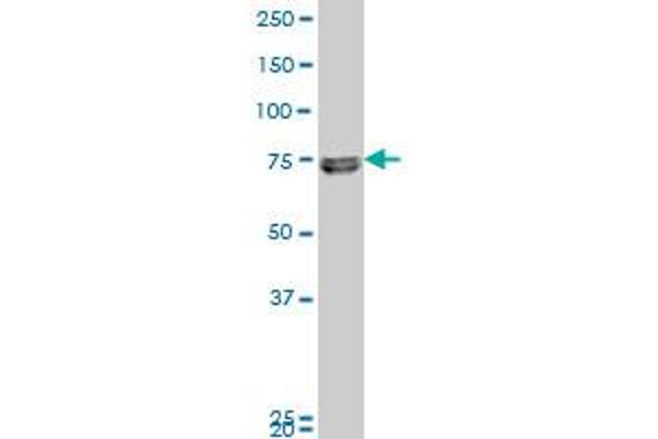 ZFP14 antibody  (AA 70-161)