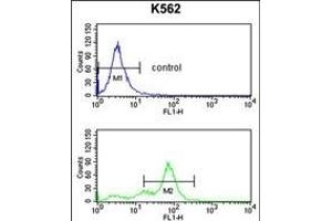 RFC2 Antibody (N-term) (ABIN389297 and ABIN2839417) flow cytometry analysis of K562 cells (bottom histogram) compared to a negative control cell (top histogram). (RFC2 antibody  (N-Term))